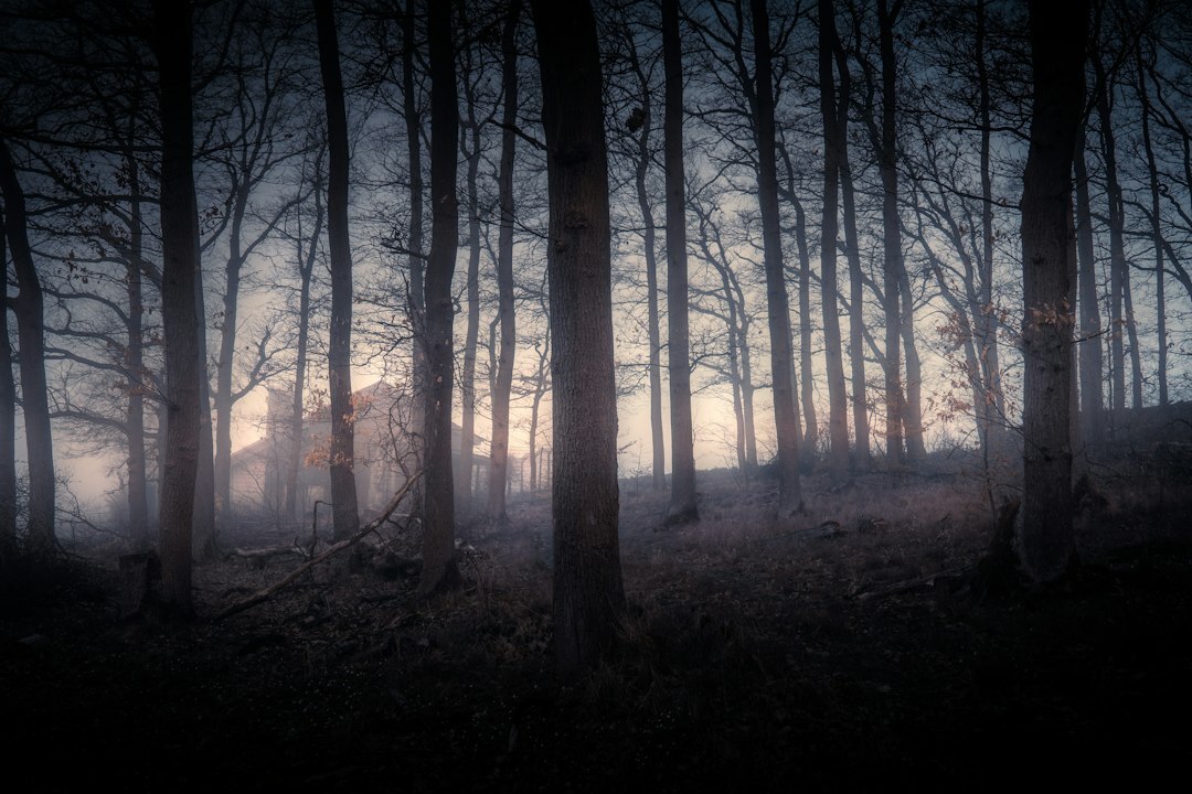 dark foggy forest at night